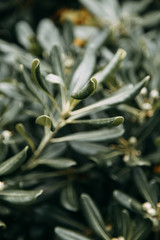  The nature of Montenegro in macro photography. Abstract tropical backgrounds of leaves and grass.