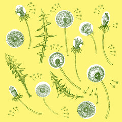 Dandelions Flowers Seamless Pattern.  Hand drawn sketches - 274671652