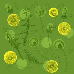 Dandelions Flowers Seamless Pattern.  Hand drawn sketches - 274671689