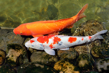 Colorful koi fish swimming in the lake