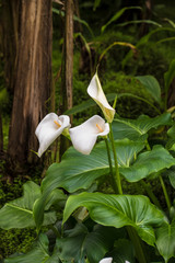 Calla lily,beautiful white calla lilies blooming in the garden, Arum lily, Gold calla