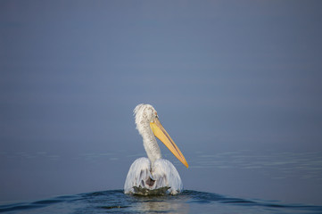 Pelican swimming in the lake