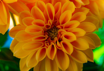 Fototapeta premium Blumen 
