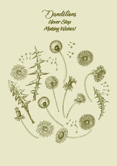 Dandelions Poster Wild Flowers Sketches. Hand Drawn Illustration - 274672204