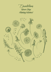 Dandelions Poster Wild Flowers Sketches. Hand Drawn Illustration - 274672234