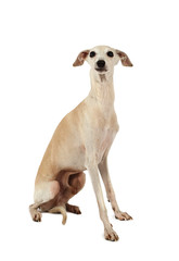 Cute Italian Greyhound dog isolated on a white