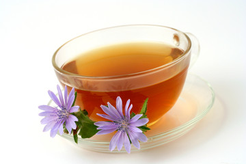 Chicory (Cichorium intybus)	