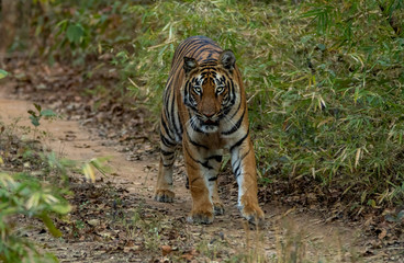 Fototapeta na wymiar The Wild Tiger Look.Walking straight to us