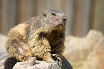 Mountain Marmot, also Alpine Marmot (Marmota marmota) is a species of rodent inhabiting the mountainous regions of Central and Southern Europe.