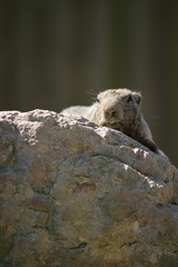 Naklejka na ściany i meble Mountain Marmot, also Alpine Marmot (Marmota marmota) is a species of rodent inhabiting the mountainous regions of Central and Southern Europe.