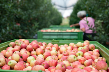 People working in an apple orchard picking fruit and placing them into basket. Organic farm fruit production.