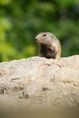 Naklejka na ściany i meble Mountain Marmot, also Alpine Marmot (Marmota marmota) is a species of rodent inhabiting the mountainous regions of Central and Southern Europe.