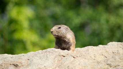 Mountain Marmot, also Alpine Marmot (Marmota marmota) is a species of rodent inhabiting the mountainous regions of Central and Southern Europe.