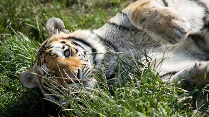The Siberian Tiger (Panthera tigris altaica), also known as the Siberian, Amur, Altaic, Korean, Manchurian or North Chinese tiger, is the largest feline known.