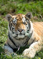 The Siberian Tiger (Panthera tigris altaica), also known as the Siberian, Amur, Altaic, Korean, Manchurian or North Chinese tiger, is the largest feline known.