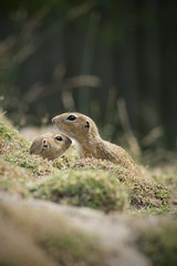 European Ground Squirrel (Spermophilus citellus) is a European representative of the genus Ground Squirrel. Like all other squirrels, he is a representative of the rodent order.