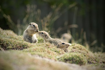 European Ground Squirrel (Spermophilus citellus) is a European representative of the genus Ground Squirrel. Like all other squirrels, he is a representative of the rodent order.