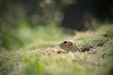 European Ground Squirrel (Spermophilus citellus) is a European representative of the genus Ground Squirrel. Like all other squirrels, he is a representative of the rodent order.