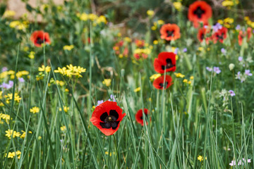 Flowering poppy fields. Fields and hills are covered with a carpet of wild flowers. 2019 Spring, East Georgia, Near Gori City.