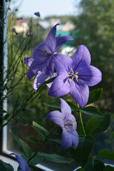 Beautiful big flowers of Platycodon grandiflorus in home garden on the balcony.