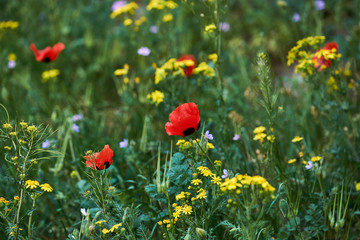 Flowering poppy fields. Fields and hills are covered with a carpet of wild flowers. 2019 Spring, East Georgia, Near Gori City.