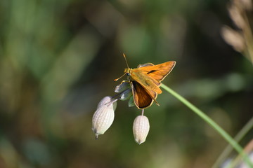 Skipper-Butterfly