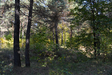 Mixed forest in september. Russian landscape.