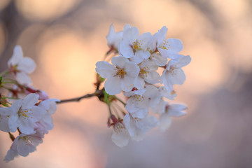 桜 74