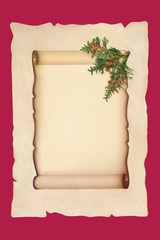 Old scroll on parchment paper with cedar cypress leaf sprig isolated on red background. For a traditional winter or Christmas theme.