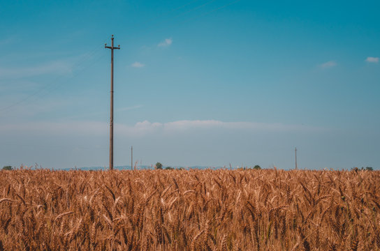 Wheat Field With Blue Sky. Photo Taken In The Province Of Alessandria, Piedmont, Italy.