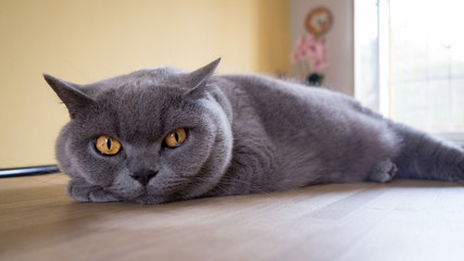 Animal: breed cat short english hair sleeping on the kitchen table