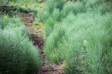 Obraz premium Zauberwald mit Moos