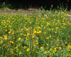 Yellow flower and green grass