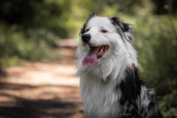 close up of beautiful and happy australian shepherd on forest pathway