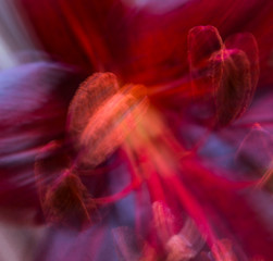 Abstract floral themed picture in bright purple red colors