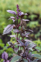 Side view of the purple basil plant