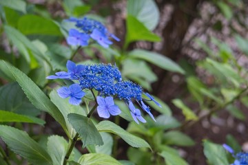 アジサイ／花が開いて全体が青くなったガクアジサイ