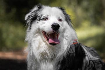 close up of beautiful and happy australian shepherd on forest pathway