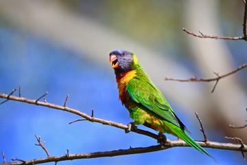 parrot