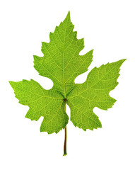 Natural Design Element Green Grape Leaf Isolated on White Background.