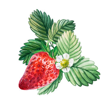Watercolor red juicy strawberry with leaves and flower. Food background, painted bright composition. Hand drawn food illustration. Fruit print. Summer sweet fruits and berries.