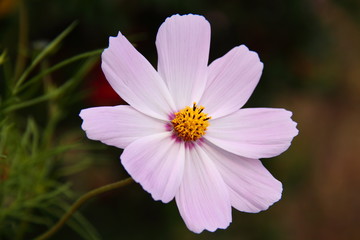 Obraz premium コスモス15