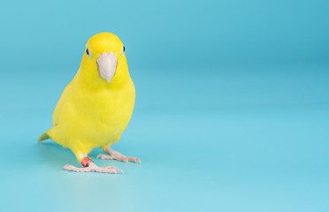 Bird parrot parakeet forpus american yellow color isolated on blue background 1 year old