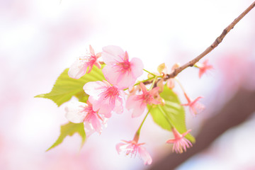 サクラ　cherry blossom