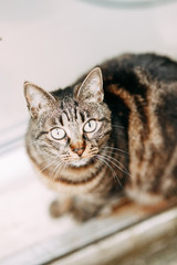 Street cats in Montenegro. Cats on the streets of the old town of Kotor.