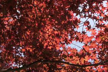 Closeup of beautiful blood red maple tree in the park