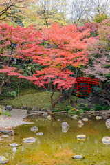 Obraz na płótnie Canvas 赤く色づいた紅葉の葉と池