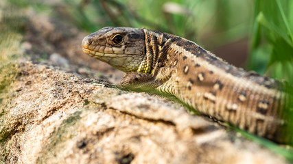 Zauneidechse (Lacerta agilis)