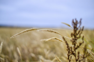 field of wheat background close up