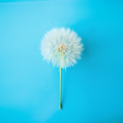 Dandelion on a blue background. Minimalism